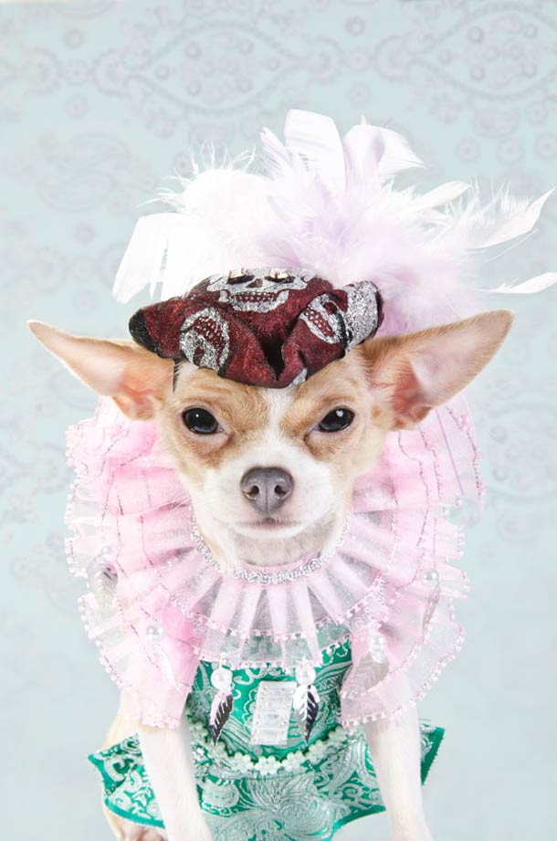 Dog Vogue. Путеводитель в мир собачьей моды Dog Vogue, собачья ,мода, фотограф, Софи Гаманд, Sophie Gamand