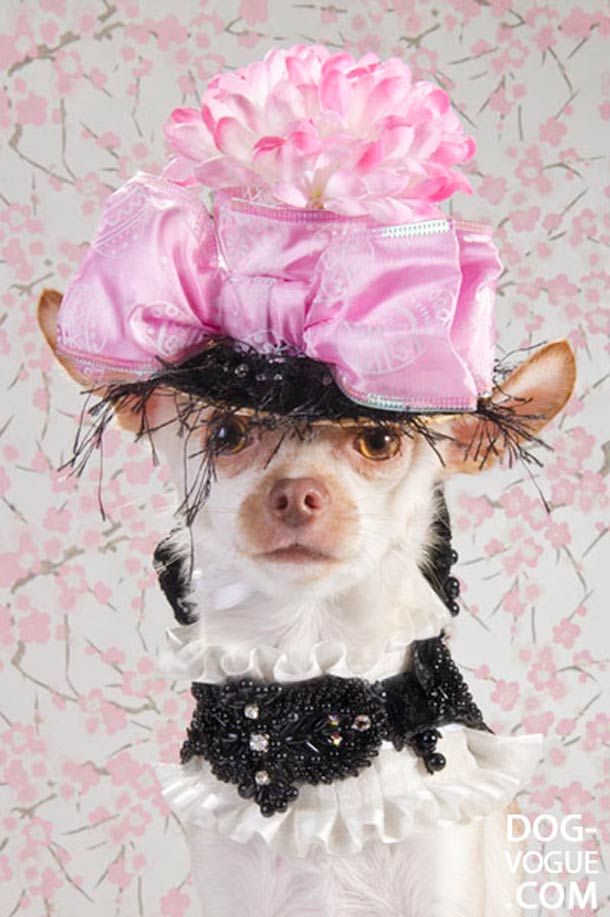 Dog Vogue. Путеводитель в мир собачьей моды Dog Vogue, собачья ,мода, фотограф, Софи Гаманд, Sophie Gamand