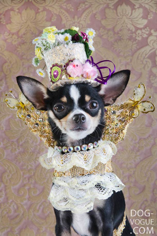 Dog Vogue. Путеводитель в мир собачьей моды Dog Vogue, собачья ,мода, фотограф, Софи Гаманд, Sophie Gamand