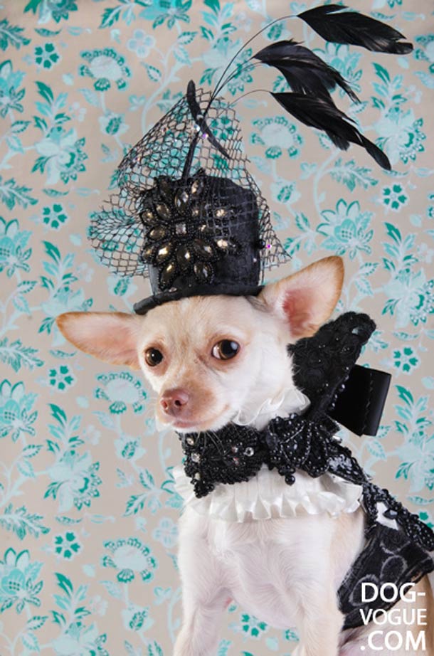 Dog Vogue. Путеводитель в мир собачьей моды Dog Vogue, собачья ,мода, фотограф, Софи Гаманд, Sophie Gamand