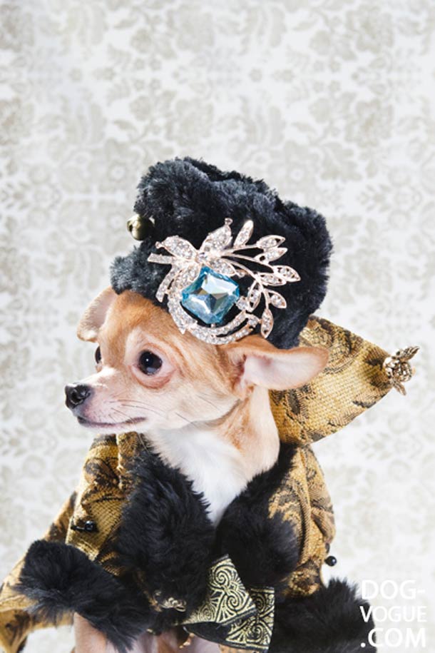 Dog Vogue. Путеводитель в мир собачьей моды Dog Vogue, собачья ,мода, фотограф, Софи Гаманд, Sophie Gamand