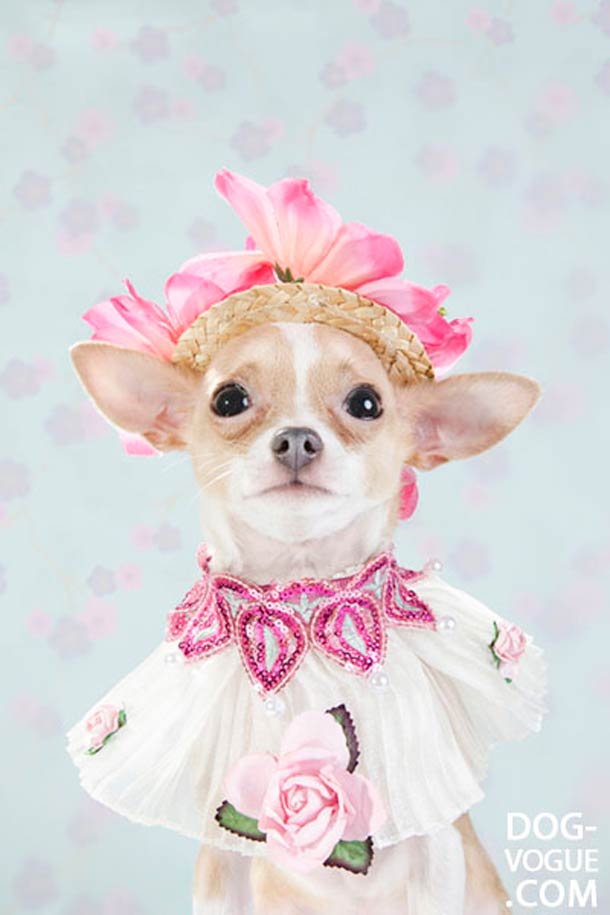 Dog Vogue. Путеводитель в мир собачьей моды Dog Vogue, собачья ,мода, фотограф, Софи Гаманд, Sophie Gamand