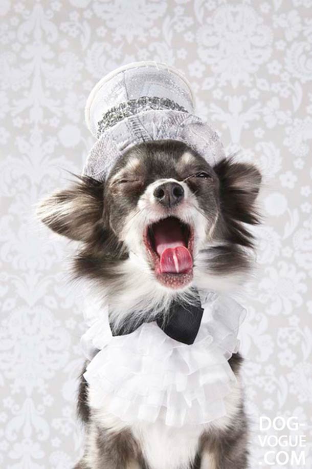 Dog Vogue. Путеводитель в мир собачьей моды Dog Vogue, собачья ,мода, фотограф, Софи Гаманд, Sophie Gamand