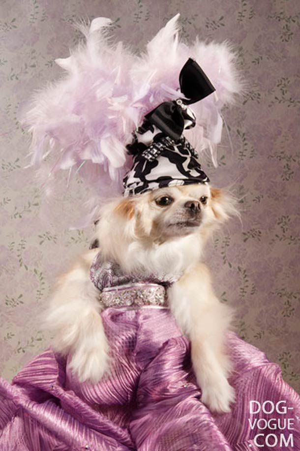 Dog Vogue. Путеводитель в мир собачьей моды Dog Vogue, собачья ,мода, фотограф, Софи Гаманд, Sophie Gamand