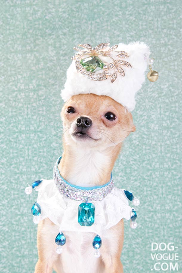 Dog Vogue. Путеводитель в мир собачьей моды Dog Vogue, собачья ,мода, фотограф, Софи Гаманд, Sophie Gamand