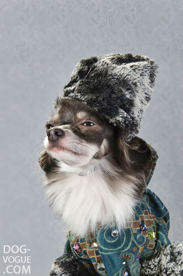 Dog Vogue. Путеводитель в мир собачьей моды Dog Vogue, собачья ,мода, фотограф, Софи Гаманд, Sophie Gamand