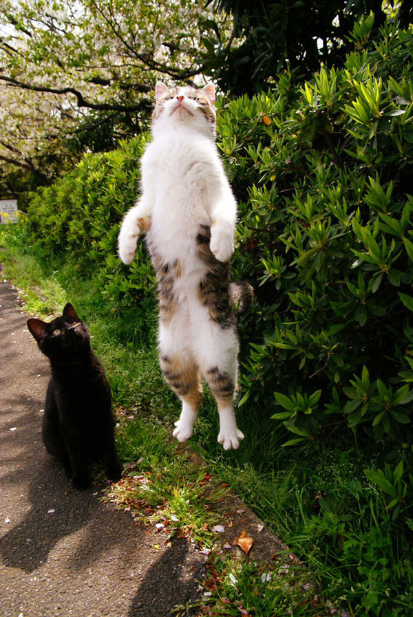 фото в нужный момент, смешные фото, милые фотографии, смешные животные