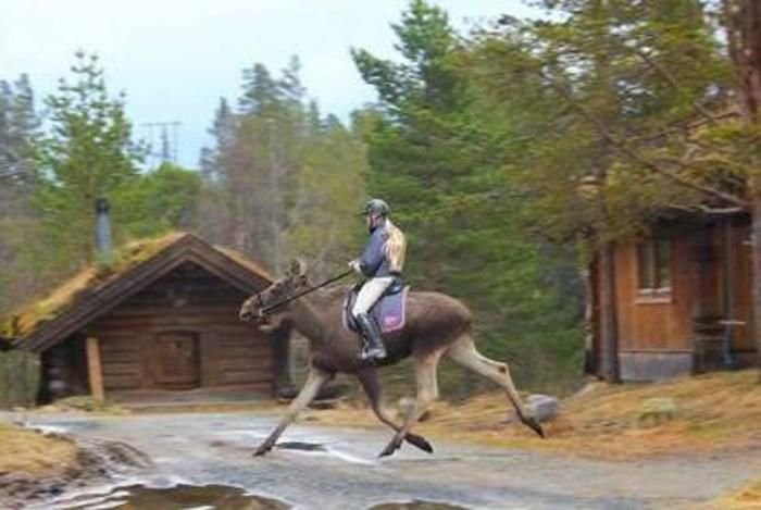 Тем временем в разных странах мира, смешное из разных стран