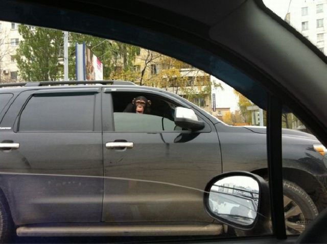 Тем временем в разных странах мира, смешное из разных стран