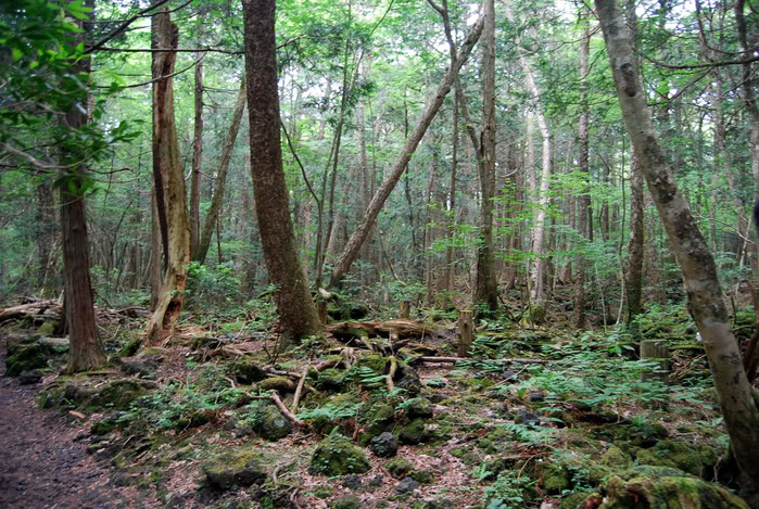 Лес аокигахара реальные фото