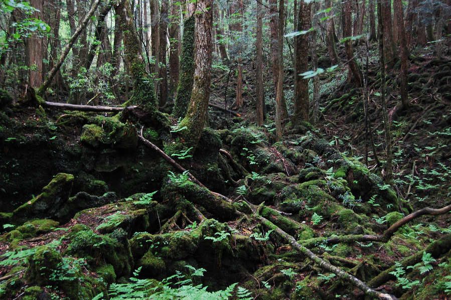 Аокигахара Дзюкай, японский лес самоубийц, Aokigahara