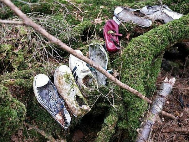 Аокигахара Дзюкай, японский лес самоубийц, Aokigahara