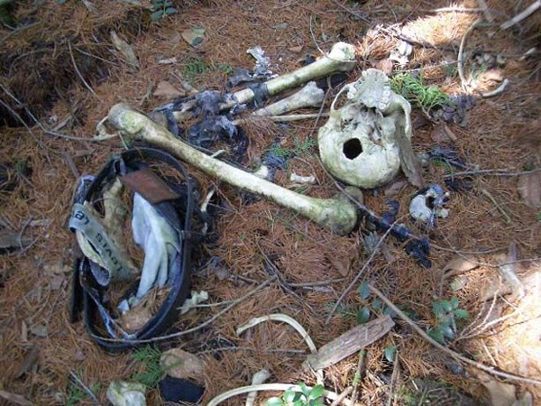 Аокигахара Дзюкай, японский лес самоубийц, Aokigahara