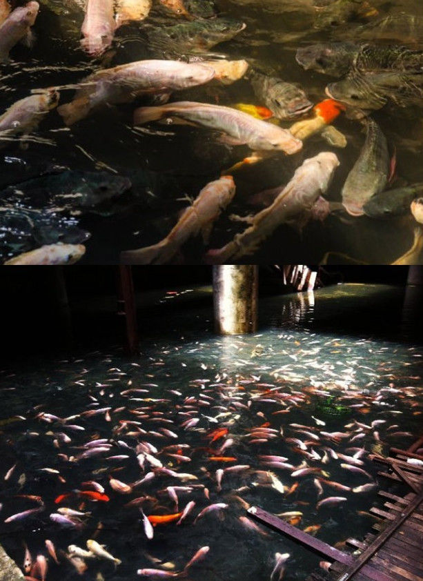 Сгоревший и заброшенный торговый центр Бангкока стал домом для необычных обитателей обитатели торговый центр Бангкок, живет в торговом центре Бангкока, рыбы в торговом центре Банкгог