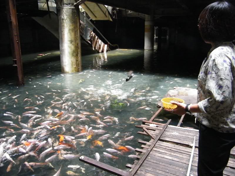 Сгоревший и заброшенный торговый центр Бангкока стал домом для необычных обитателей обитатели торговый центр Бангкок, живет в торговом центре Бангкока, рыбы в торговом центре Банкгог