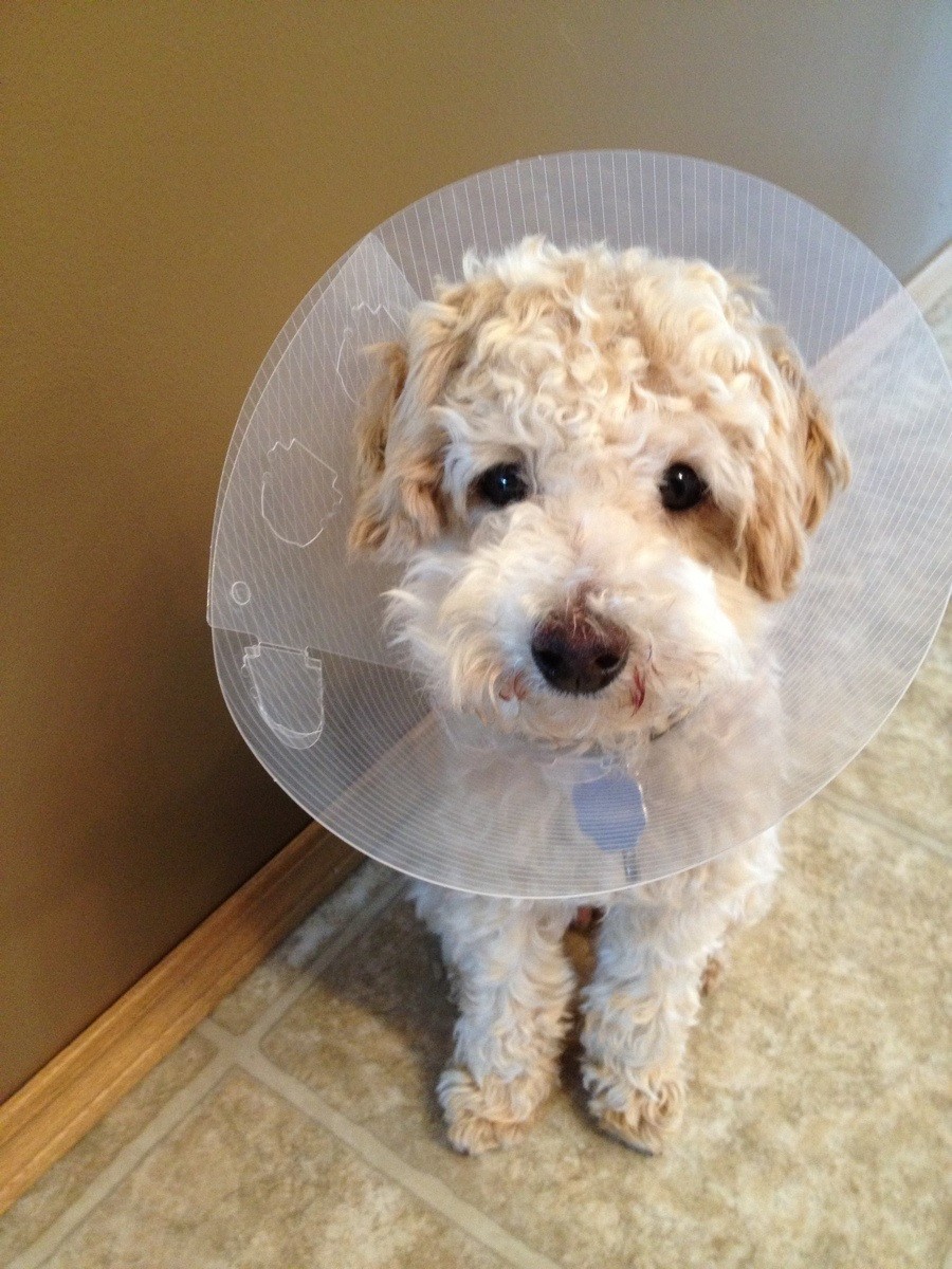 собаки потеряли доверие, смешные собаки, собаки не доверяют, обиженные собаки фото