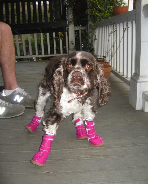 собаки потеряли доверие, смешные собаки, собаки не доверяют, обиженные собаки фото