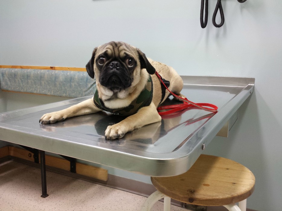 собаки потеряли доверие, смешные собаки, собаки не доверяют, обиженные собаки фото