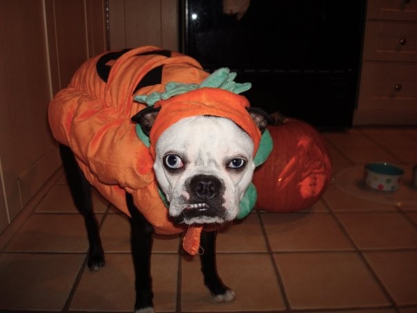 собаки потеряли доверие, смешные собаки, собаки не доверяют, обиженные собаки фото