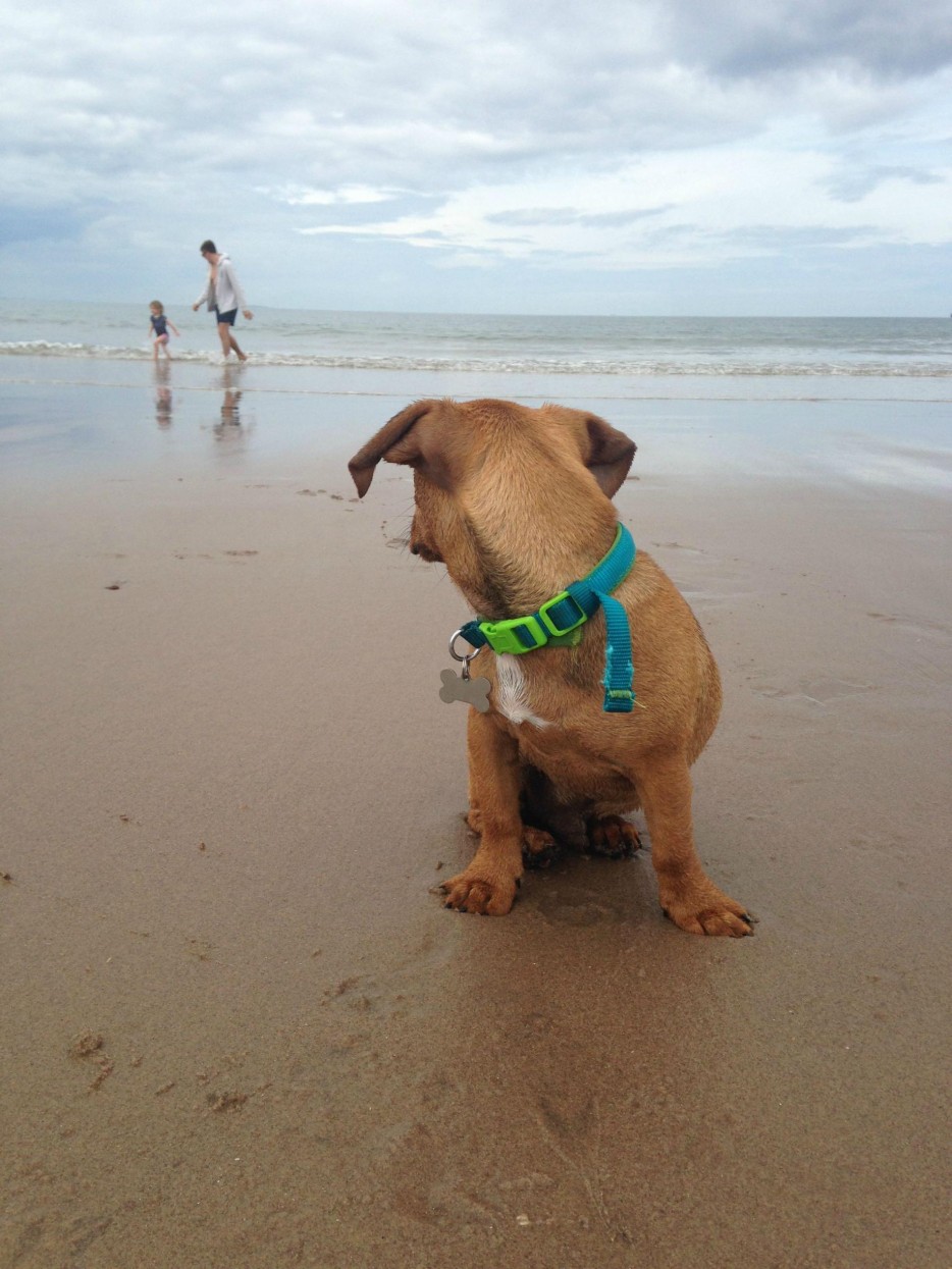 собаки потеряли доверие, смешные собаки, собаки не доверяют, обиженные собаки фото