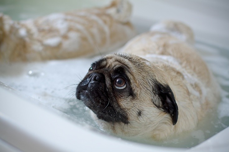 собаки потеряли доверие, смешные собаки, собаки не доверяют, обиженные собаки фото
