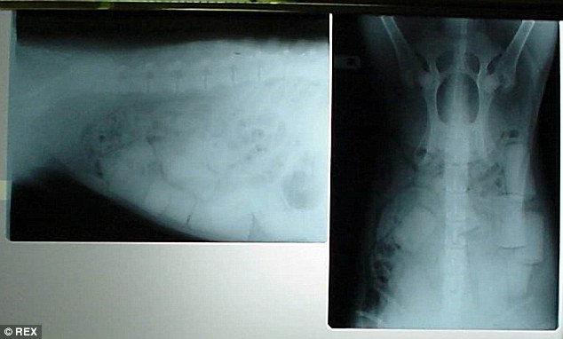 хитрости наркоторговцев, уловки перевезти наркотики через границу, таможня спрятанные наркотики