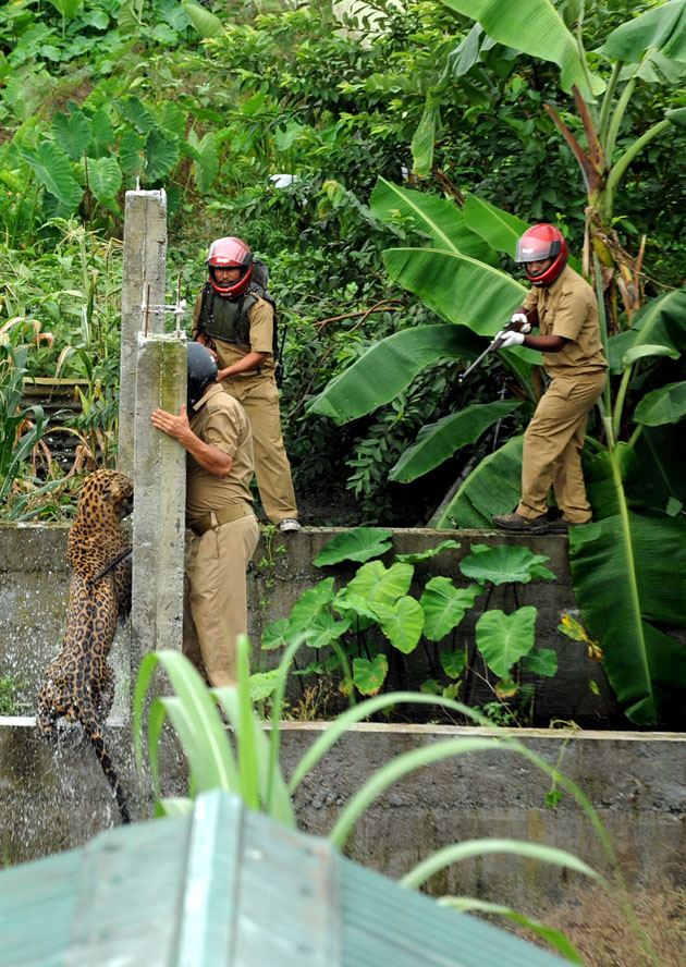 Дикий леопард напал на невинных прохожих в Индии леопард напал на деревню, леопард напал на прохожих Индия