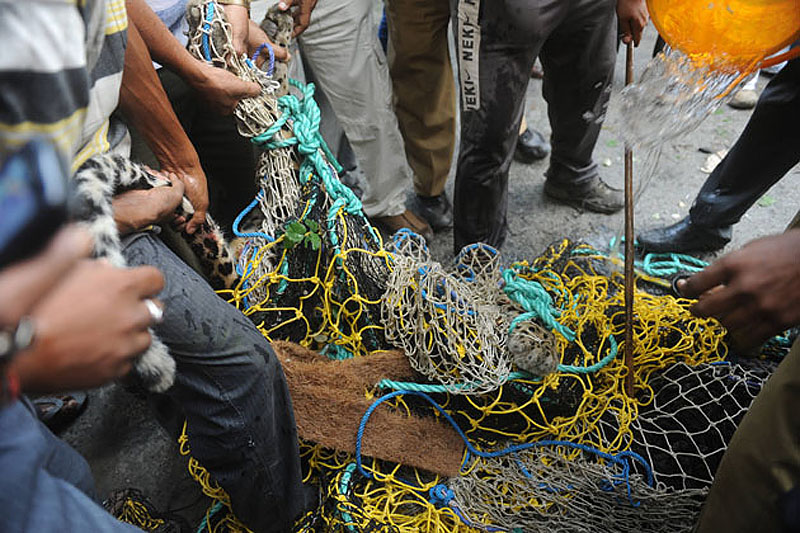 Дикий леопард напал на невинных прохожих в Индии леопард напал на деревню, леопард напал на прохожих Индия