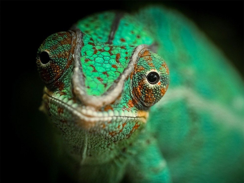 National Geographic за сентябрь 2014, лучшие фотографии National Geographic