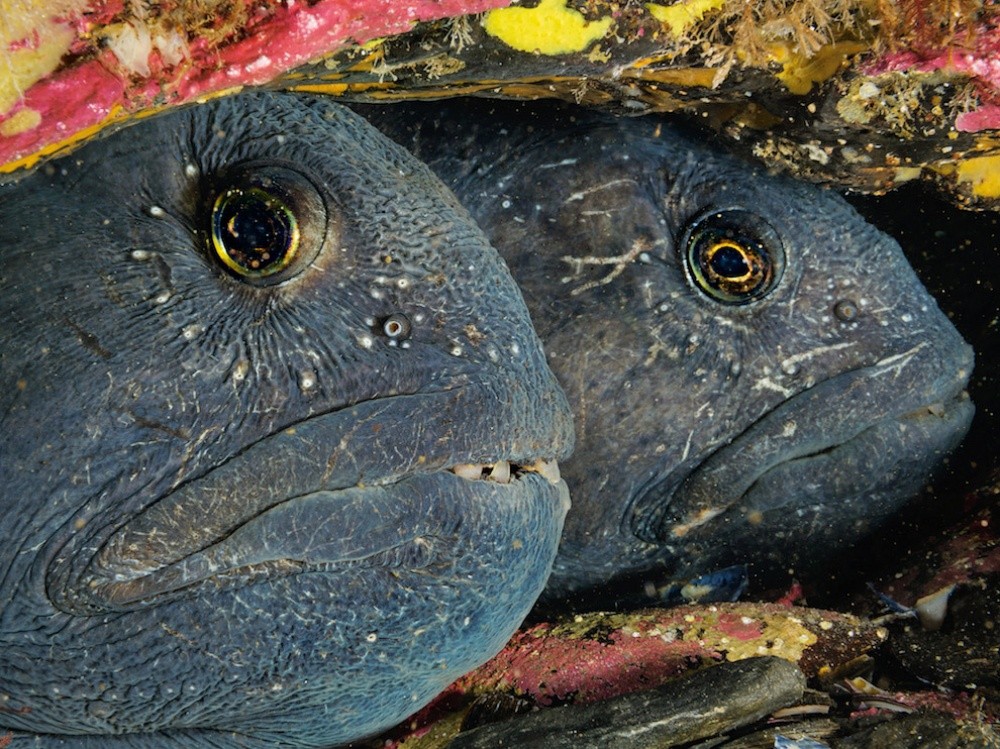 National Geographic за сентябрь 2014, лучшие фотографии National Geographic