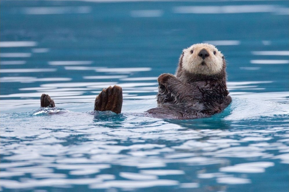 National Geographic за сентябрь 2014, лучшие фотографии National Geographic