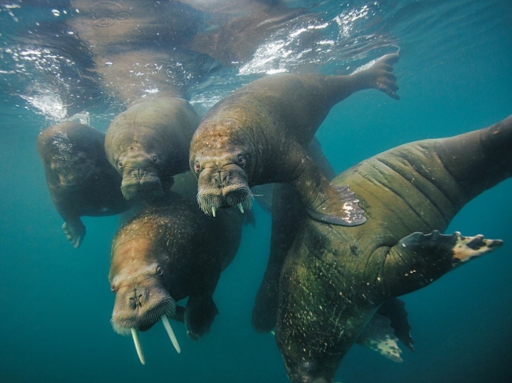 National Geographic за сентябрь 2014, лучшие фотографии National Geographic