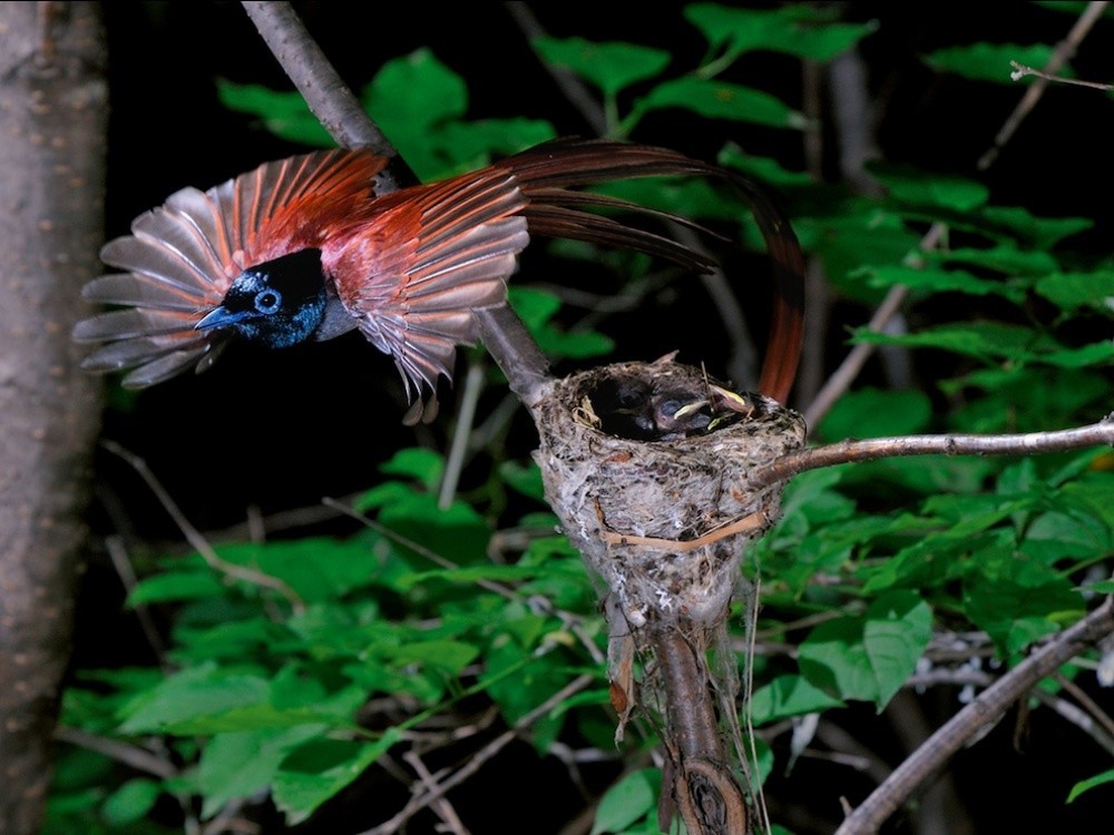 National Geographic за сентябрь 2014, лучшие фотографии National Geographic