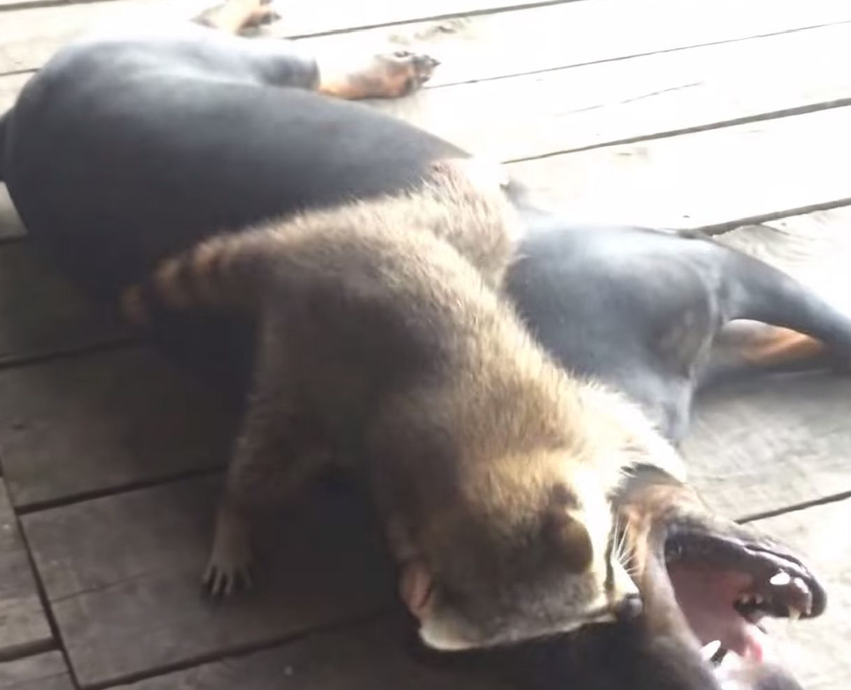 енот и ротвейлер