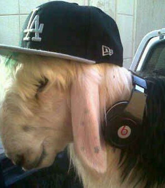 Позитив, юмор, смешные фотографии,прикол