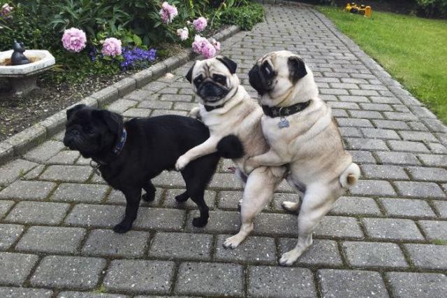 Позитив, юмор, смешные фотографии,прикол