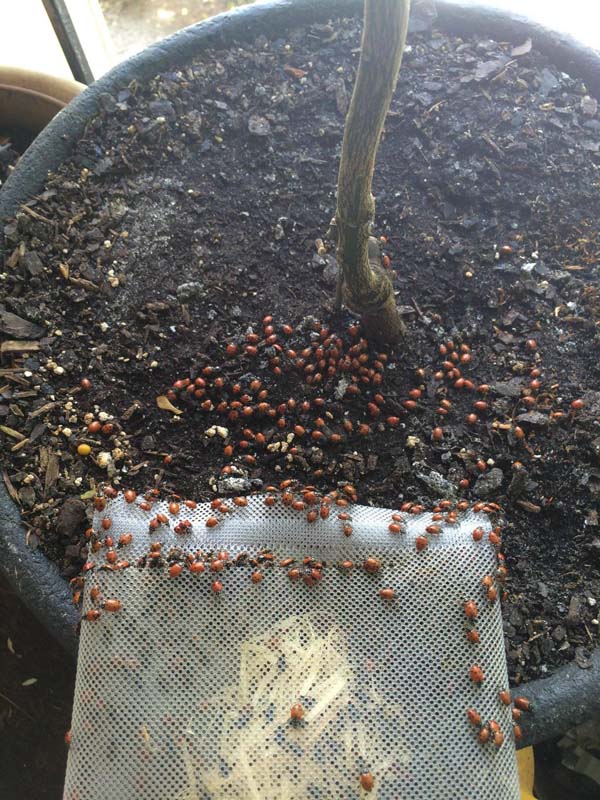 Купил на Amazon, 1500 божьих коровок, заказал 1500 божьих коровок, божьи коровки купитл в интернет-магазине