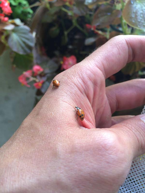 Купил на Amazon, 1500 божьих коровок, заказал 1500 божьих коровок, божьи коровки купитл в интернет-магазине