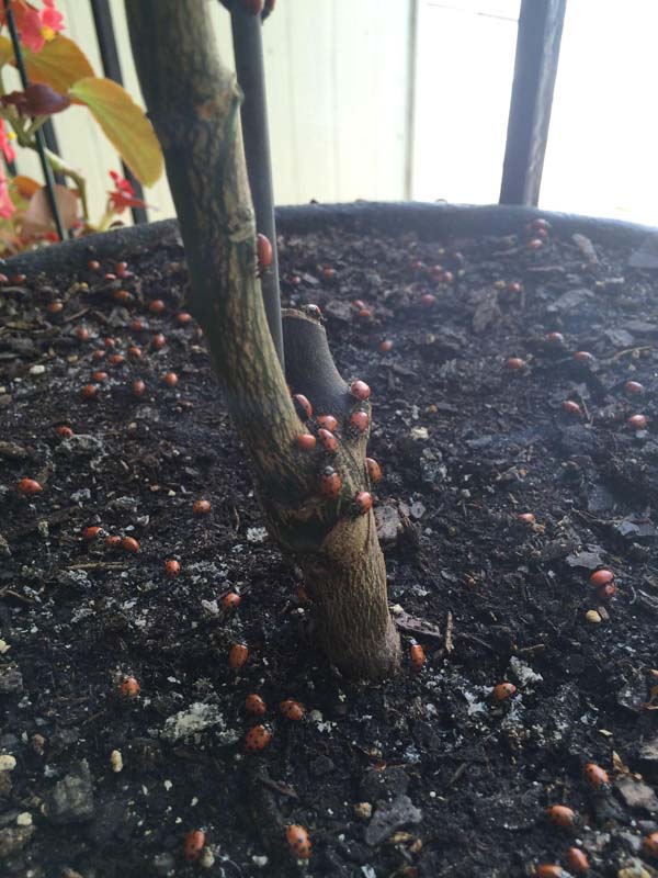 Купил на Amazon, 1500 божьих коровок, заказал 1500 божьих коровок, божьи коровки купитл в интернет-магазине