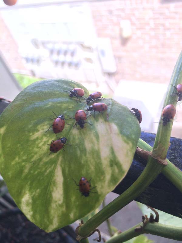 Купил на Amazon, 1500 божьих коровок, заказал 1500 божьих коровок, божьи коровки купитл в интернет-магазине