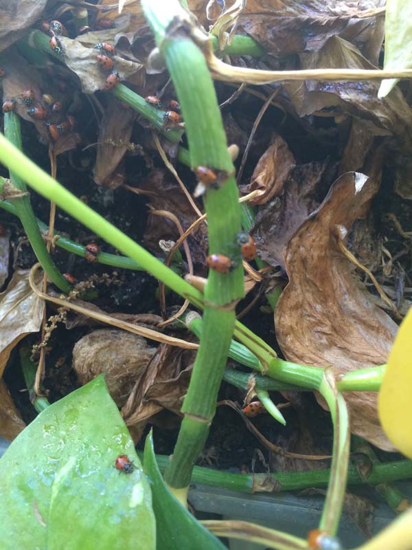 Купил на Amazon, 1500 божьих коровок, заказал 1500 божьих коровок, божьи коровки купитл в интернет-магазине