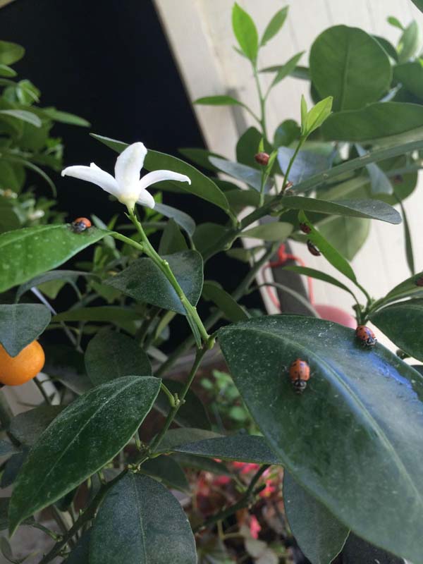 Купил на Amazon, 1500 божьих коровок, заказал 1500 божьих коровок, божьи коровки купитл в интернет-магазине