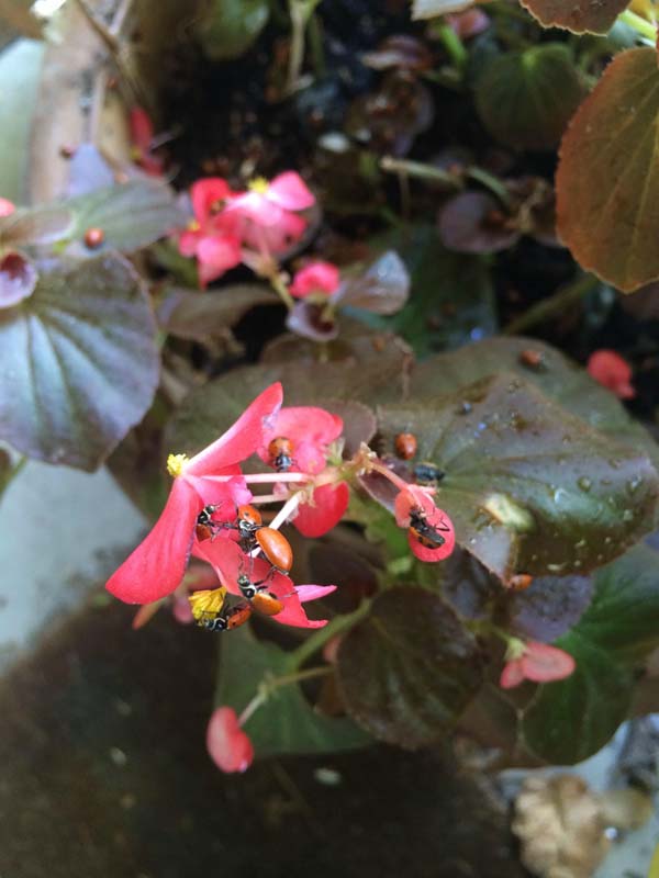 Купил на Amazon, 1500 божьих коровок, заказал 1500 божьих коровок, божьи коровки купитл в интернет-магазине