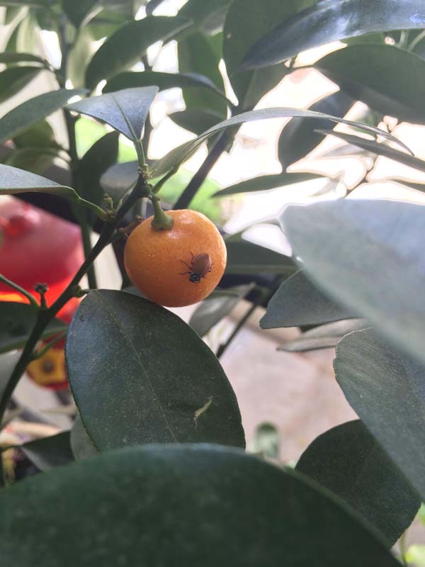 Купил на Amazon, 1500 божьих коровок, заказал 1500 божьих коровок, божьи коровки купитл в интернет-магазине