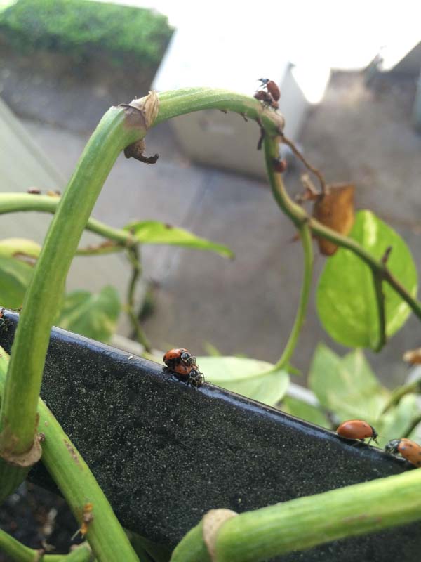 Купил на Amazon, 1500 божьих коровок, заказал 1500 божьих коровок, божьи коровки купитл в интернет-магазине