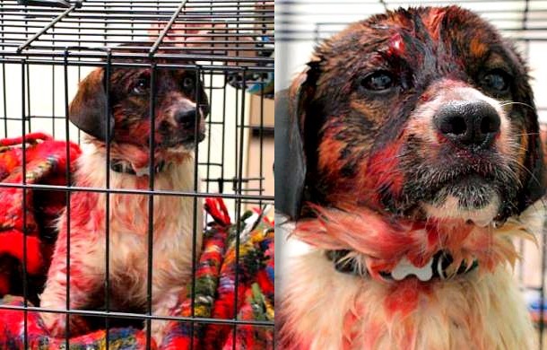 выстрелил в собаку за 7 долларов, спасение собаки выстрелил из дробовика, собака Лаки, спасение умирающего пса