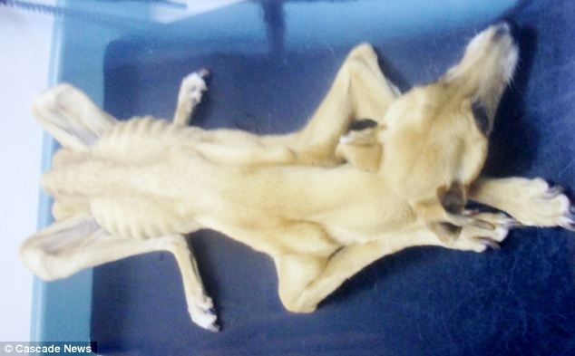 dog Fly, истощённая собака, хозяин морил собаку голодом, Дэвид Лоу