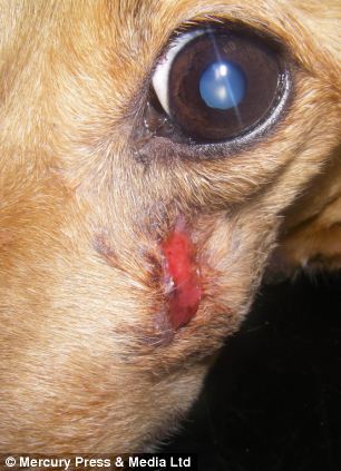 dog Fly, истощённая собака, хозяин морил собаку голодом, Дэвид Лоу