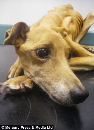 dog Fly, истощённая собака, хозяин морил собаку голодом, Дэвид Лоу