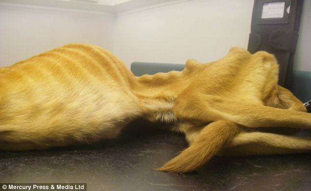 dog Fly, истощённая собака, хозяин морил собаку голодом, Дэвид Лоу